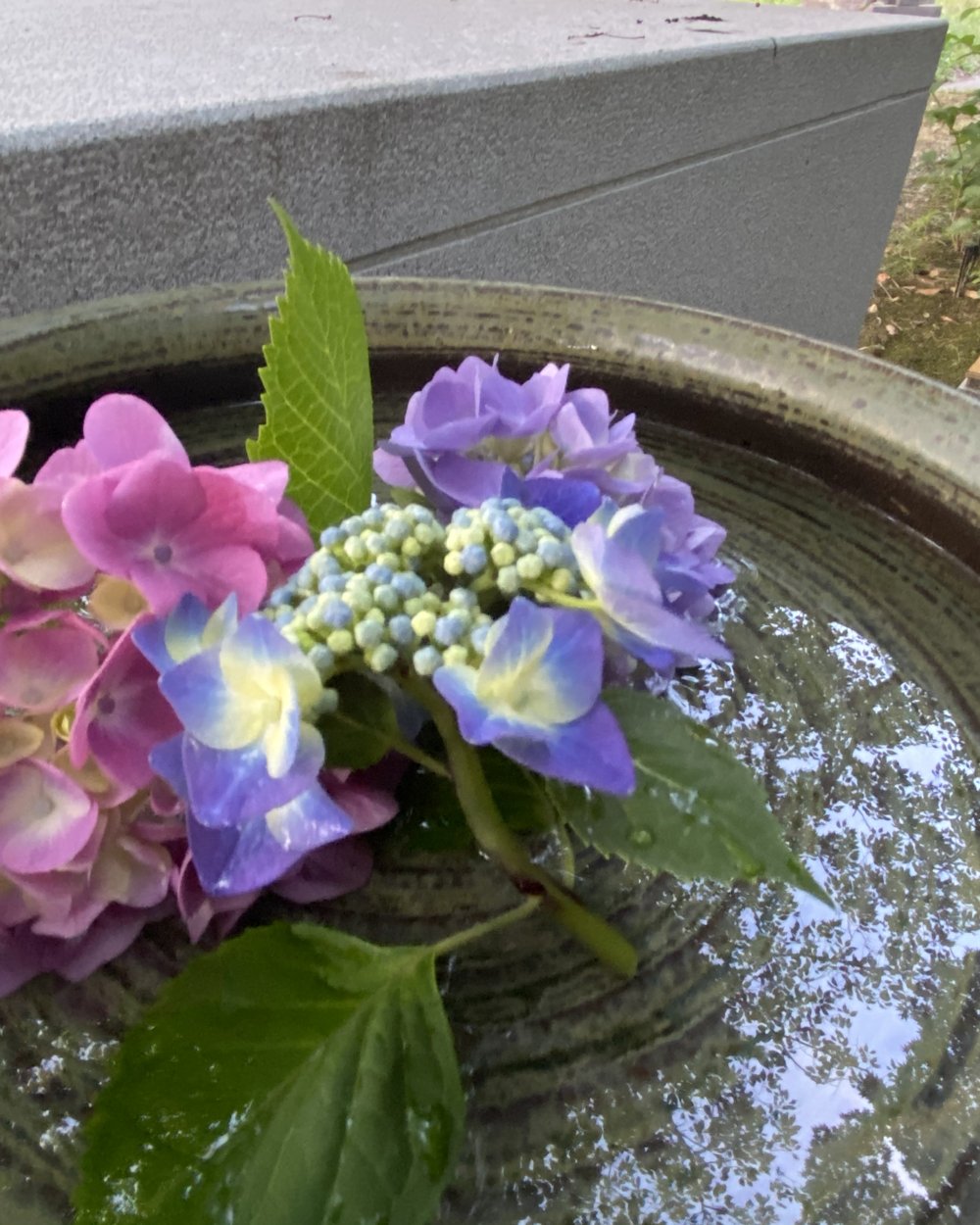 そらの庭 初夏のあじさい