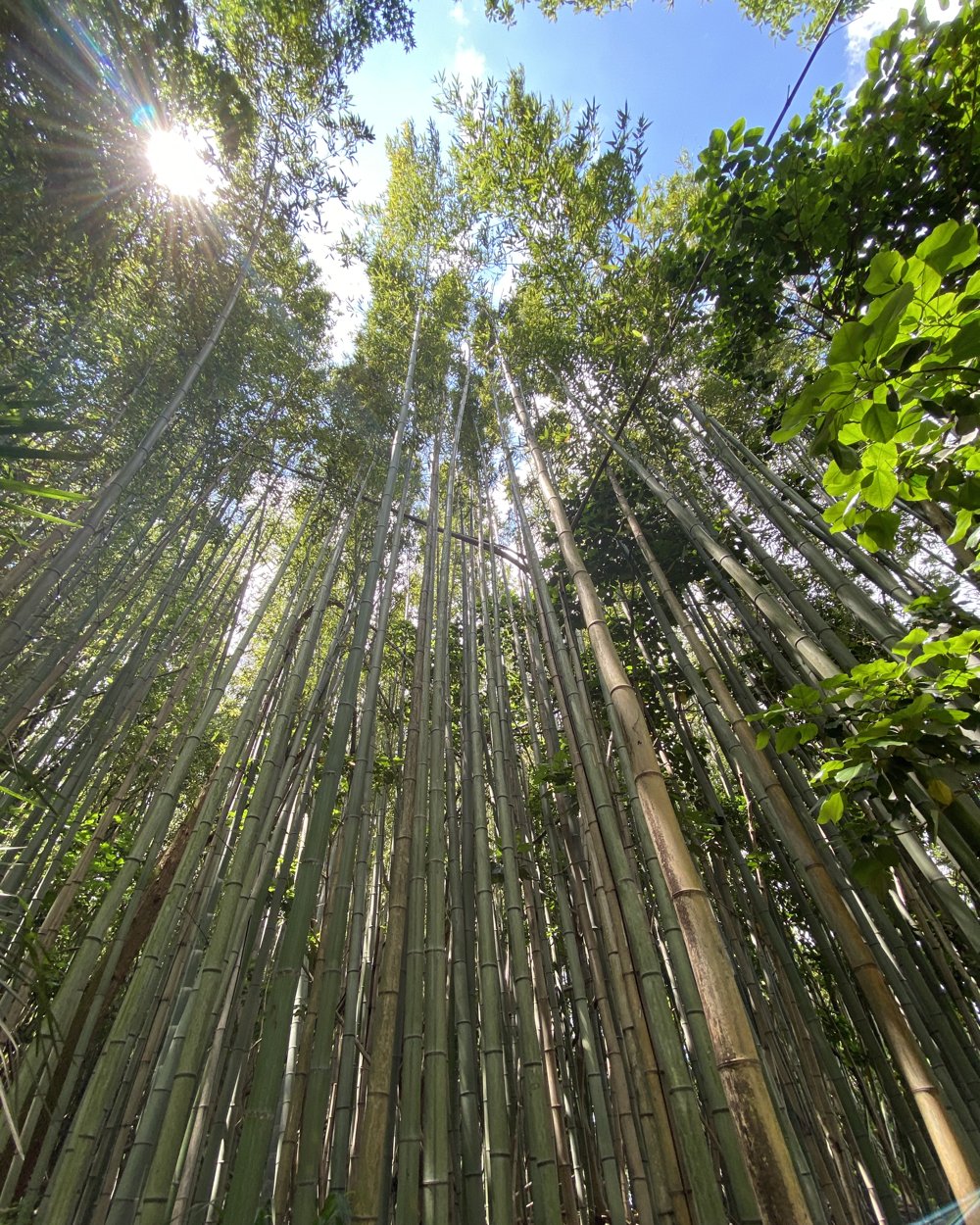 そらの庭 冬の竹林